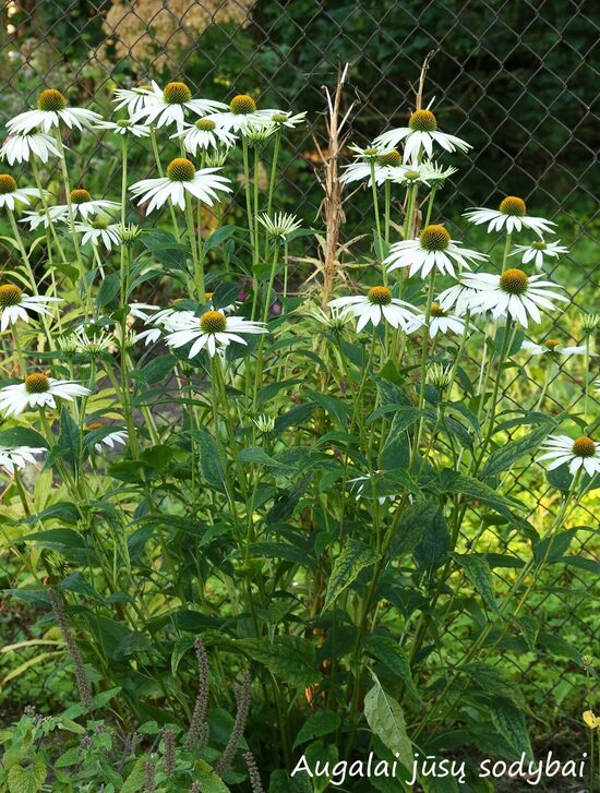 Ežiuolė rausvažiedė (Echinacea purpurea) b.p.